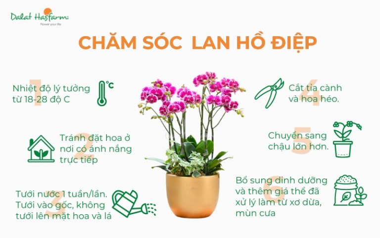 Hướng dẫn chăm sóc lan